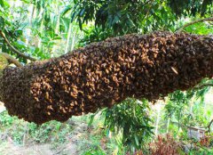 卖蜂蜜的小蜜蜂:购买天